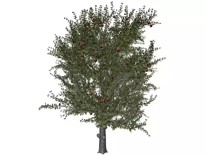 Red Delicious Apple Tree - 04 - 3D model