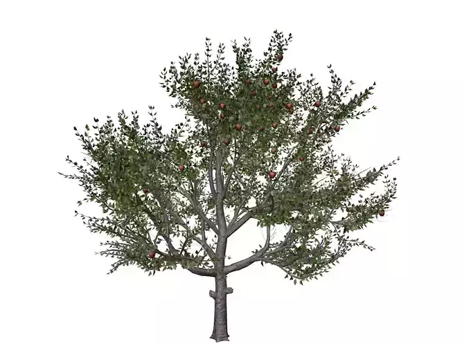 Red Delicious Apple Tree - 05 -