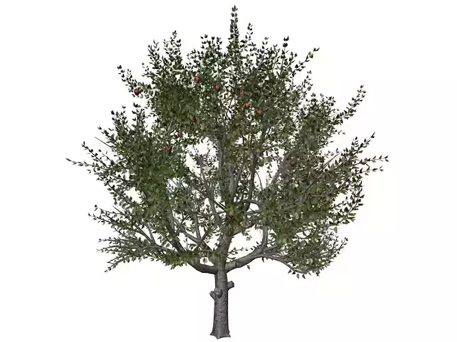 Red Delicious Apple Tree - 06 -