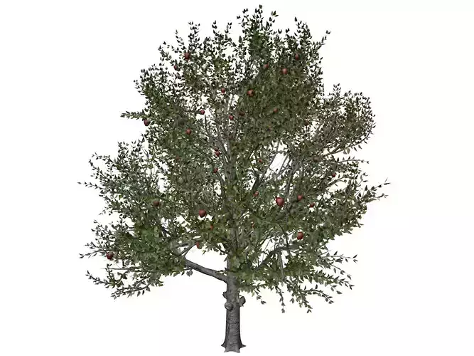 Red Delicious Apple Tree - 07 - 3D model