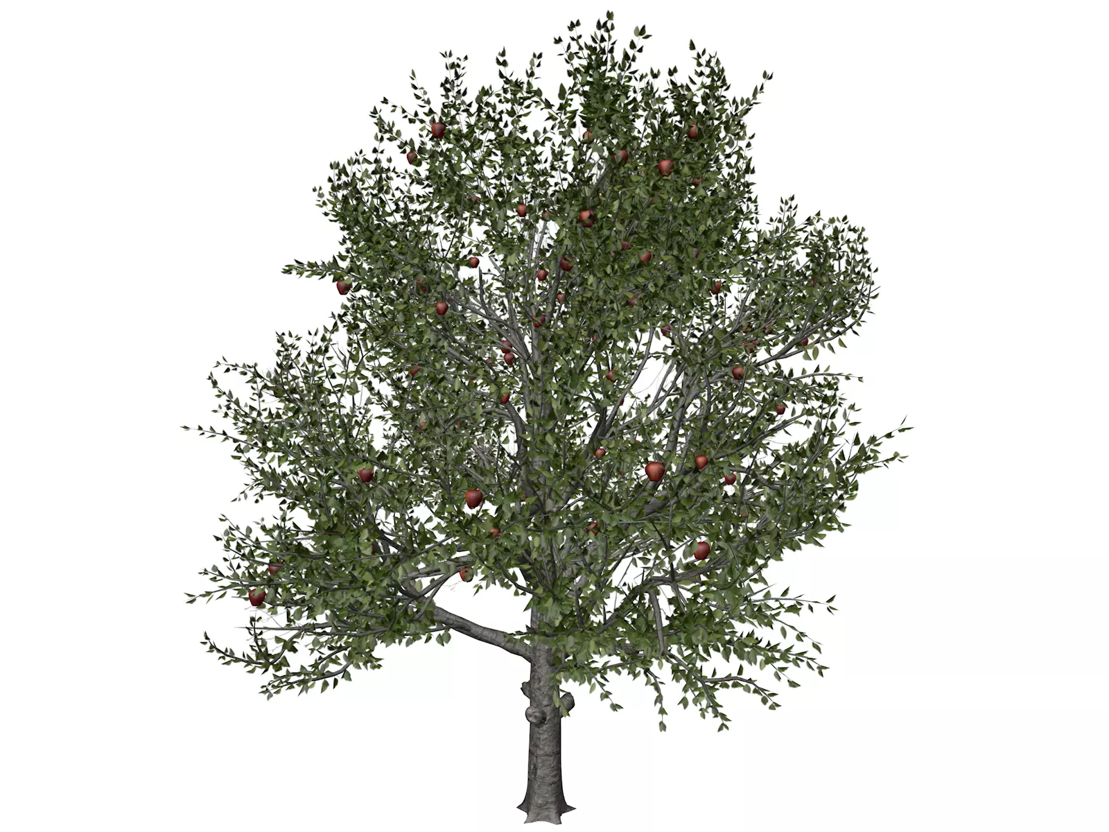Red Delicious Apple Tree - 07 - 3D model