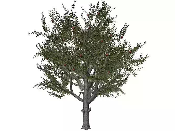 Red Delicious Apple Tree - 08 - 3D model