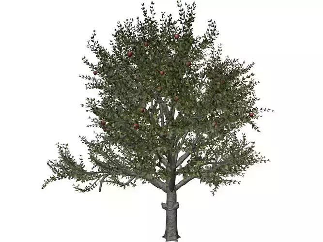 Red Delicious Apple Tree - 09 - 3D model