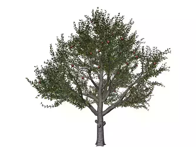Red Delicious Apple Tree - 10 -