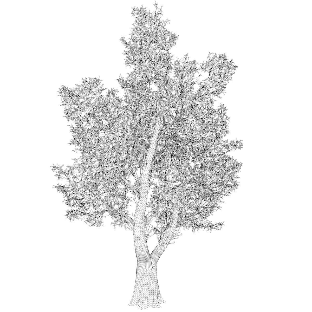 Red Gum Tree - 01 - 3D model_2
