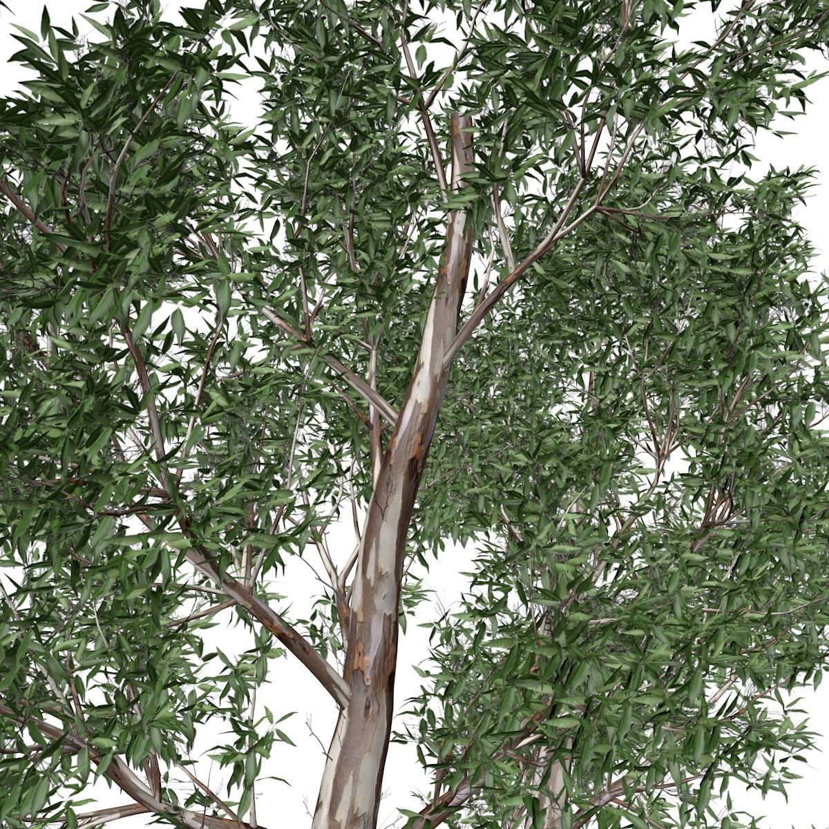 Red Gum Tree - 01 - 3D model_3