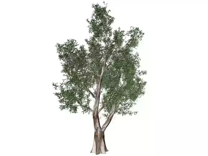 Red Gum Tree - 01 - 3D model
