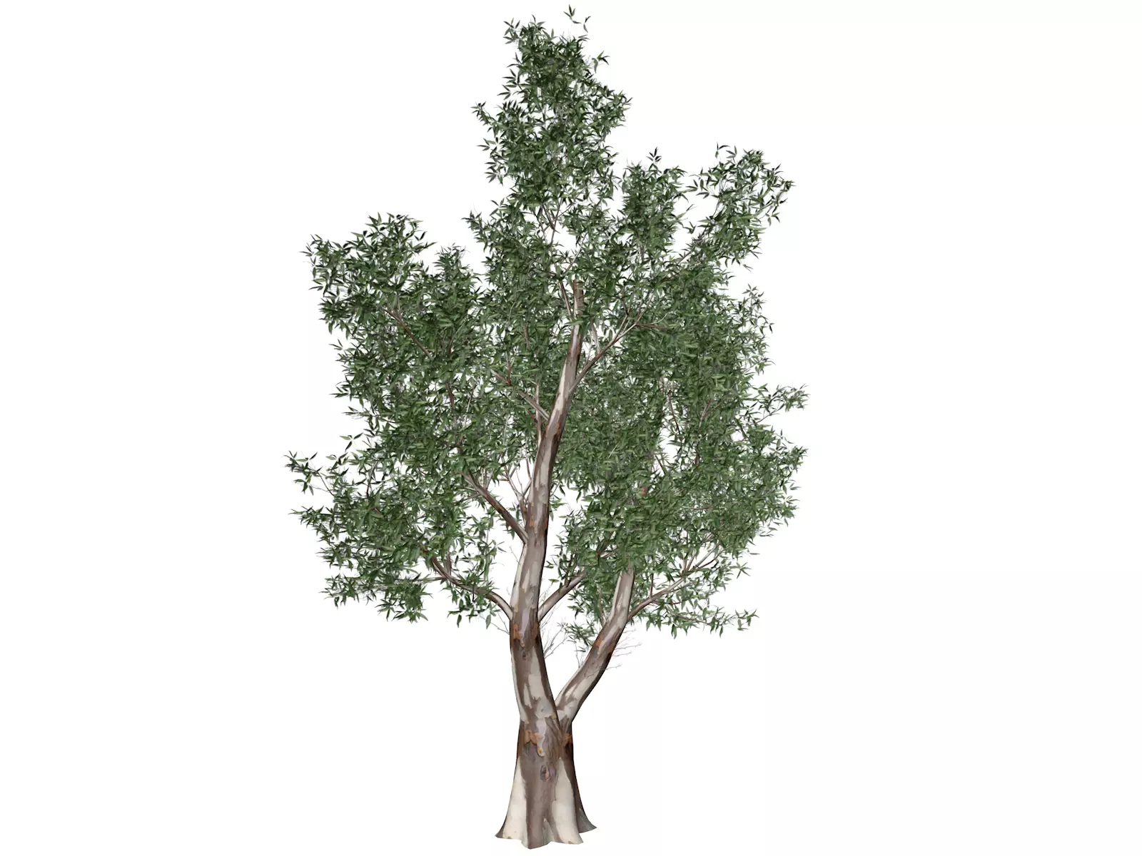 Red Gum Tree - 01 - 3D model_0