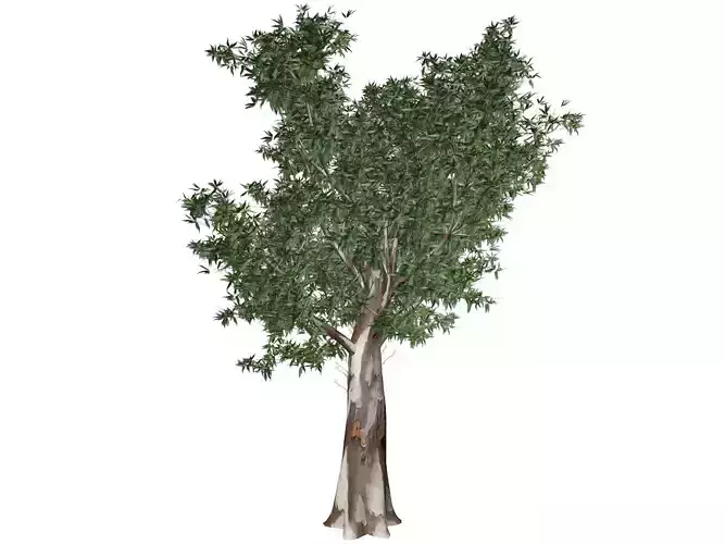 Red Gum Tree - 02 - 3D model