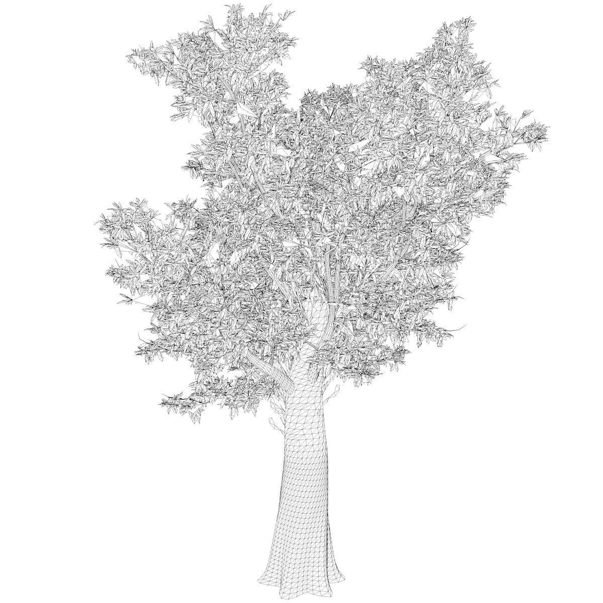 Red Gum Tree - 02 - 3D model_2