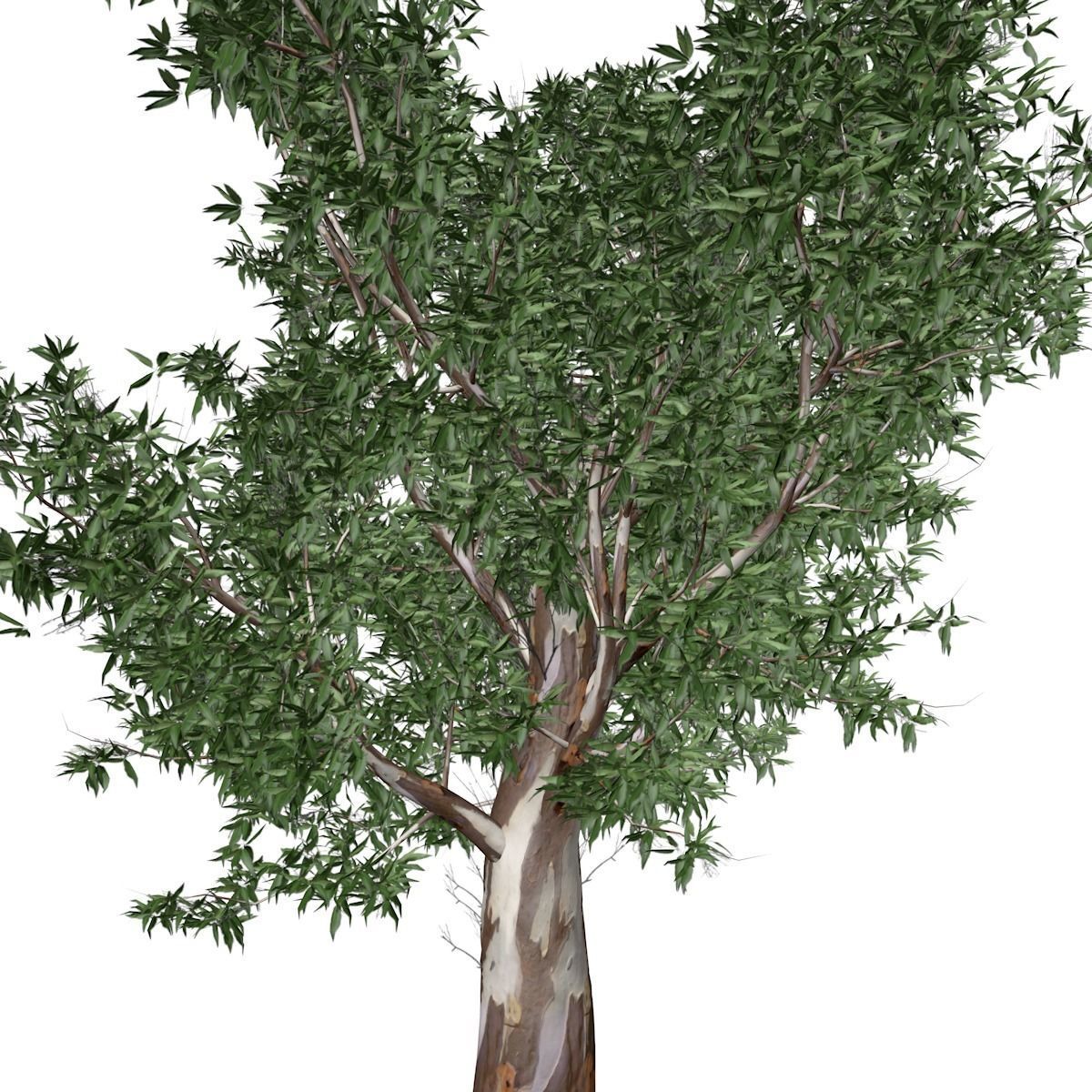 Red Gum Tree - 02 - 3D model_3