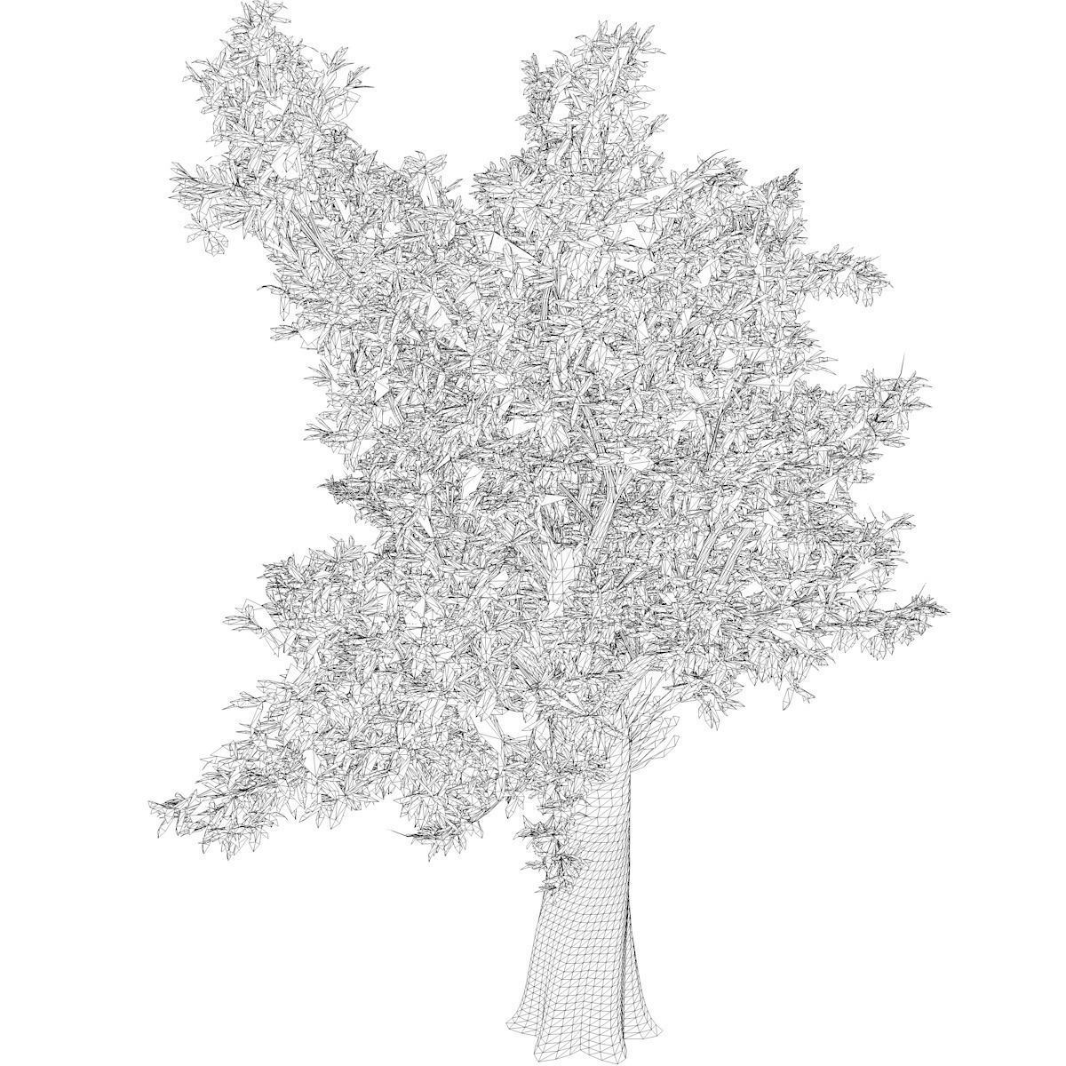 Red Gum Tree - 03 - 3D model_2