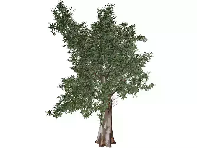 Red Gum Tree - 03 - 3D model