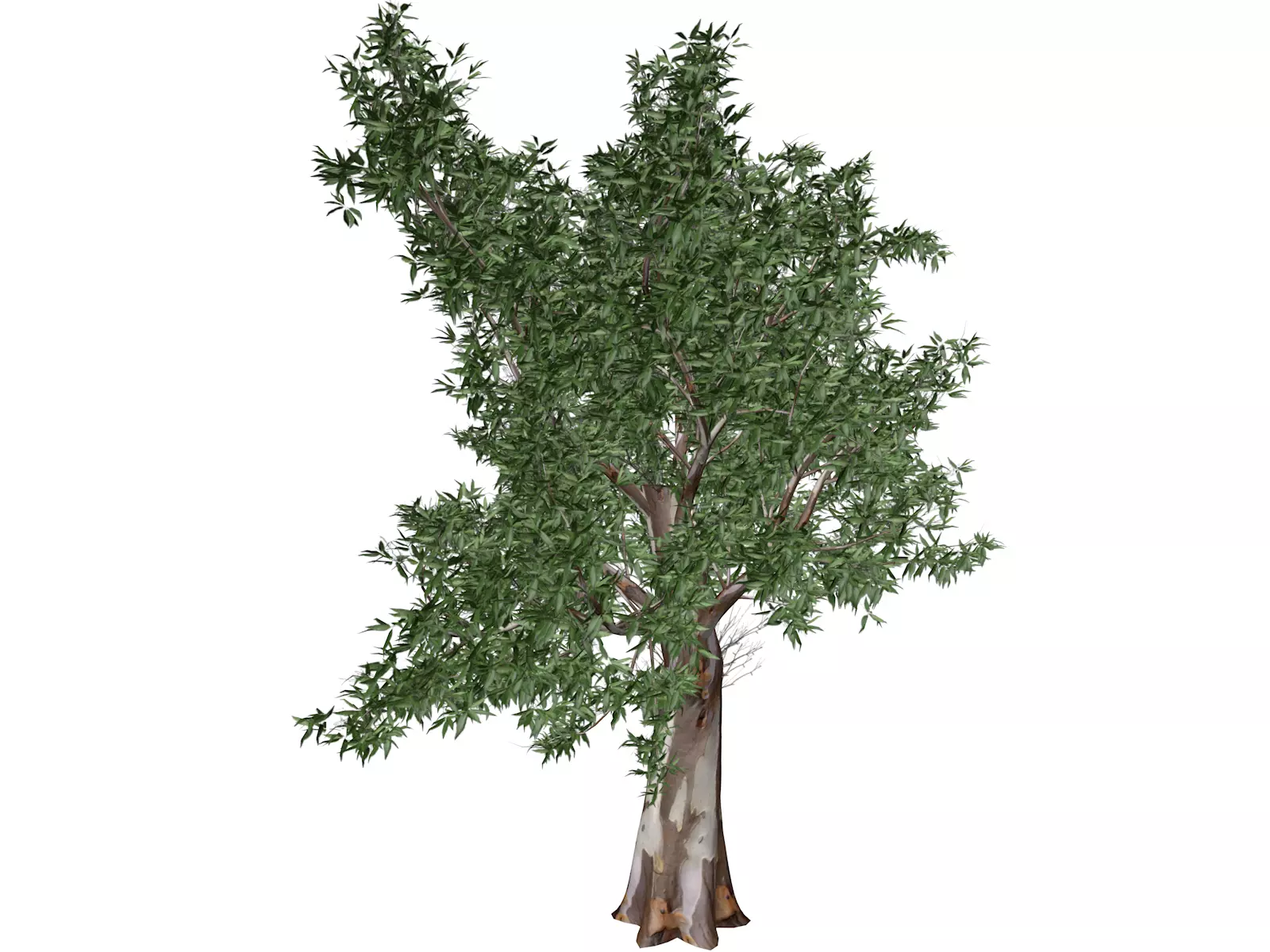 Red Gum Tree - 03 - 3D model_0