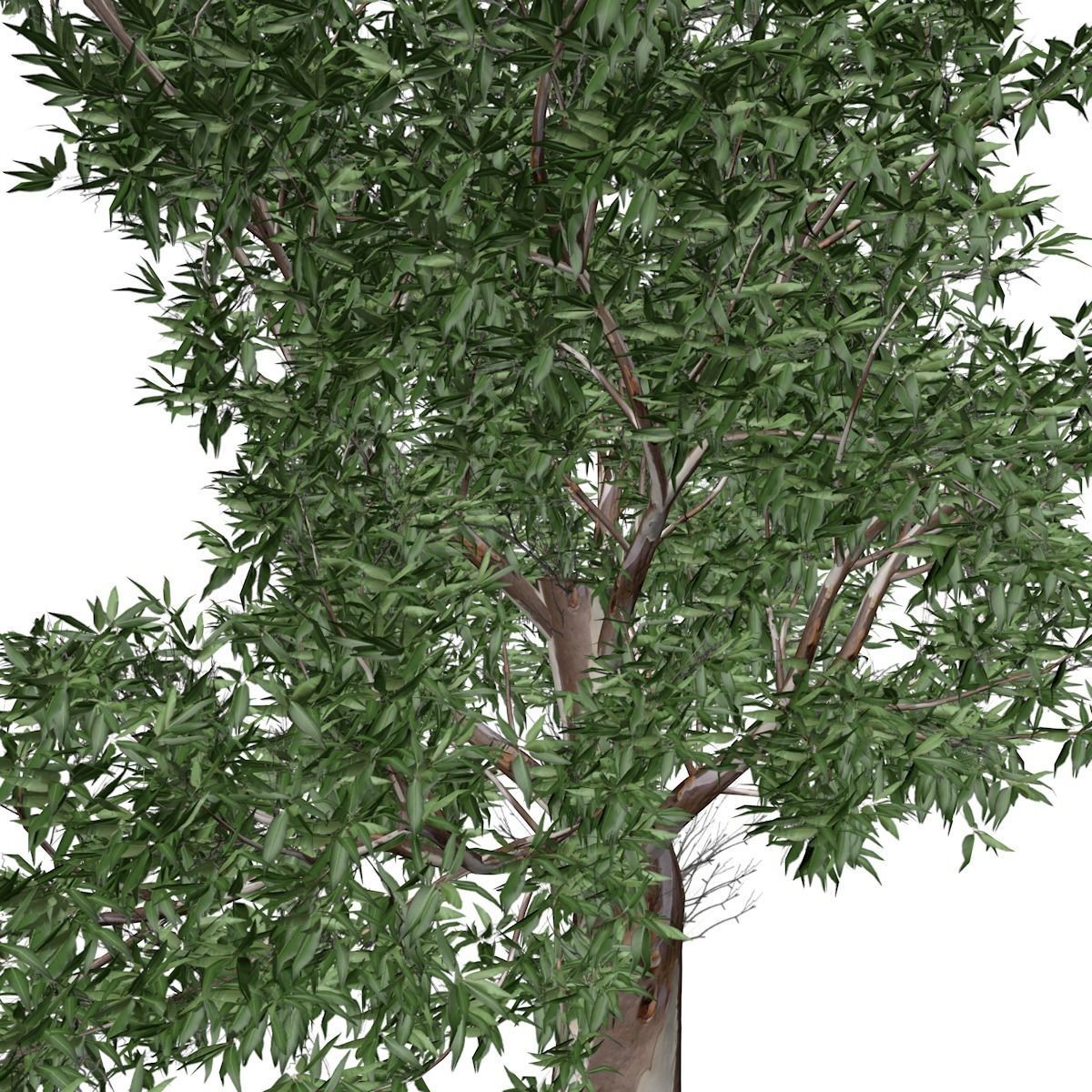Red Gum Tree - 03 - 3D model_3