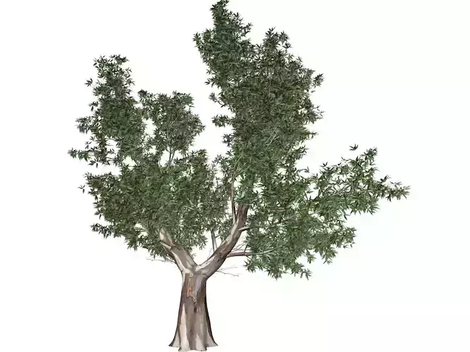 Red Gum Tree - 04 - 3D model