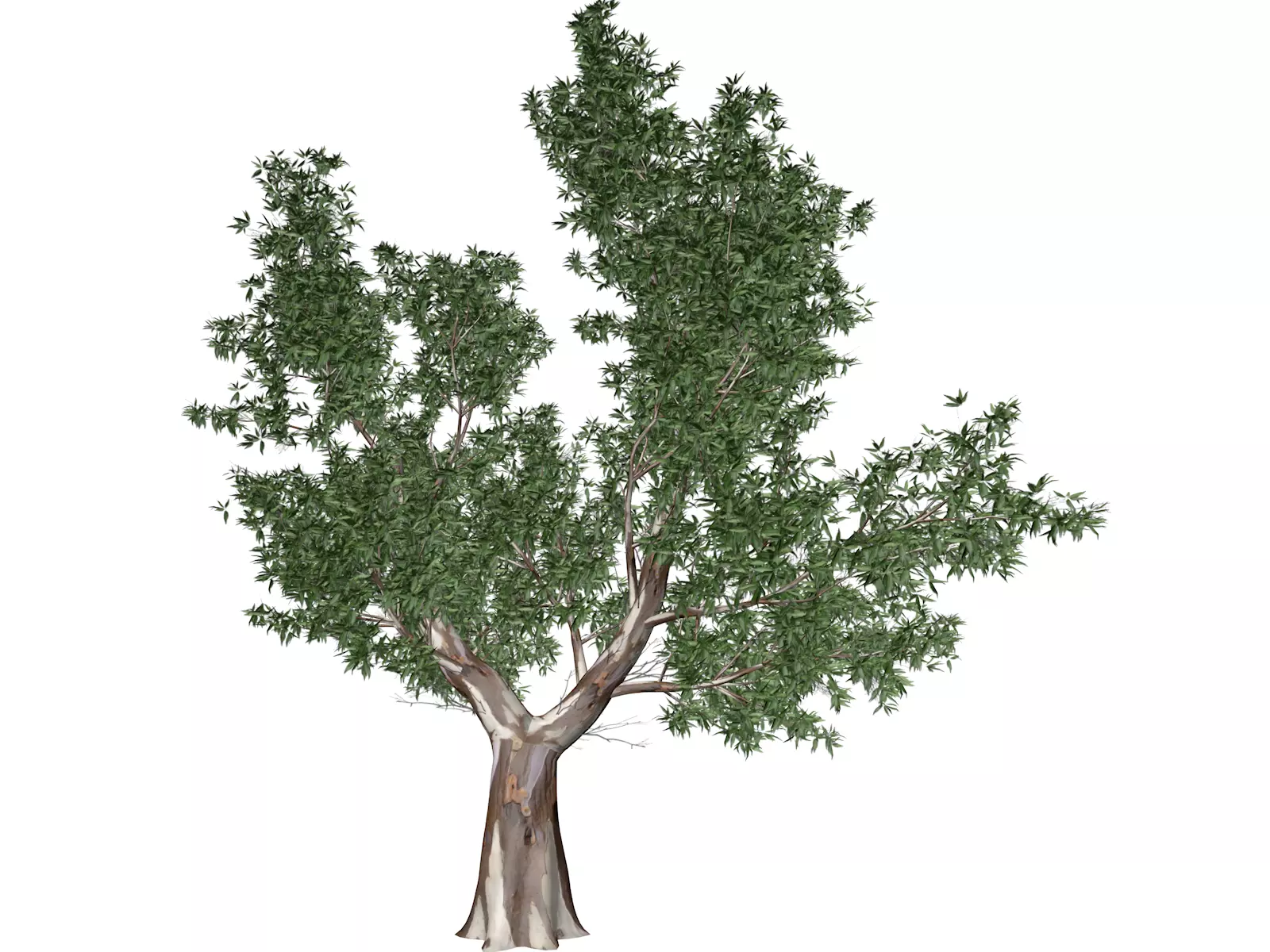 Red Gum Tree - 04 - 3D model_0