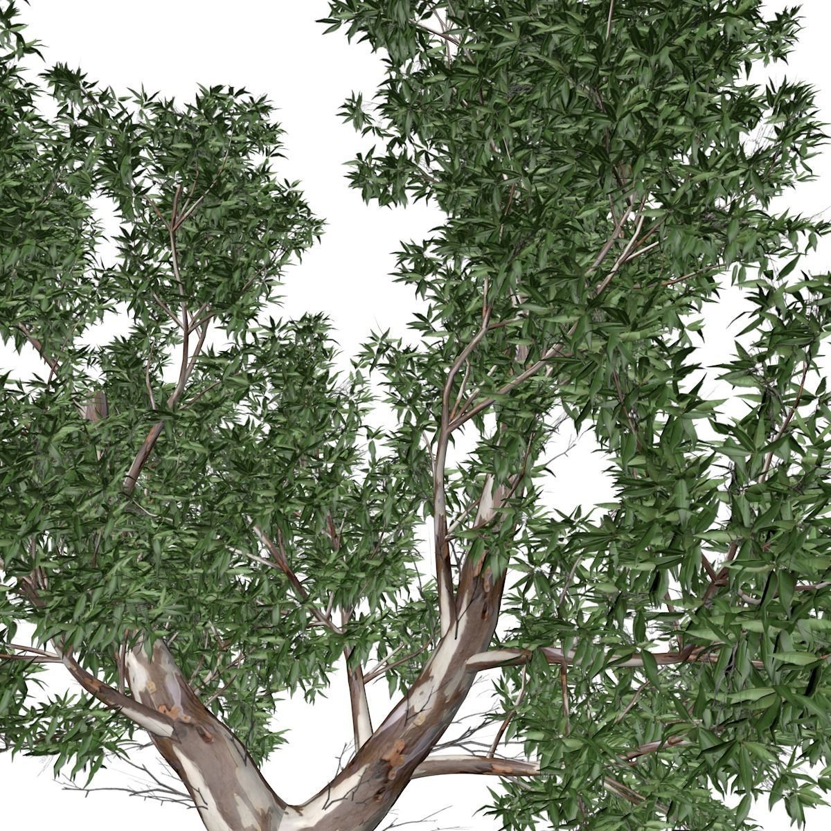Red Gum Tree - 04 - 3D model_3
