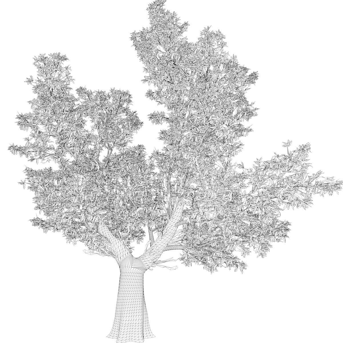 Red Gum Tree - 04 - 3D model_2