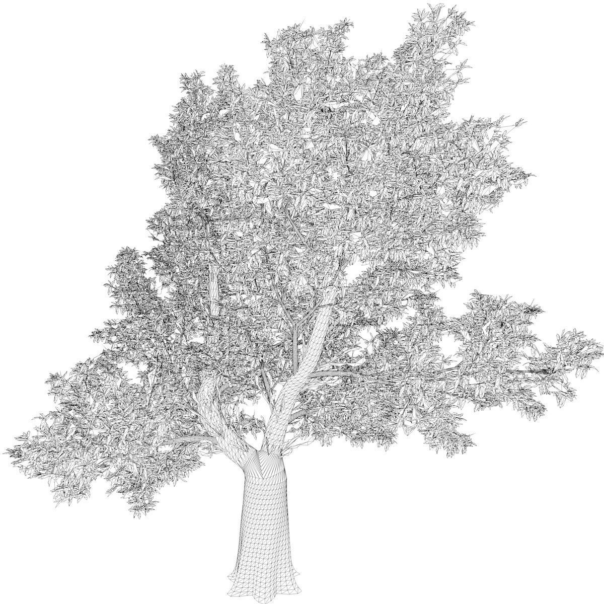 Red Gum Tree - 05 - 3D model_2
