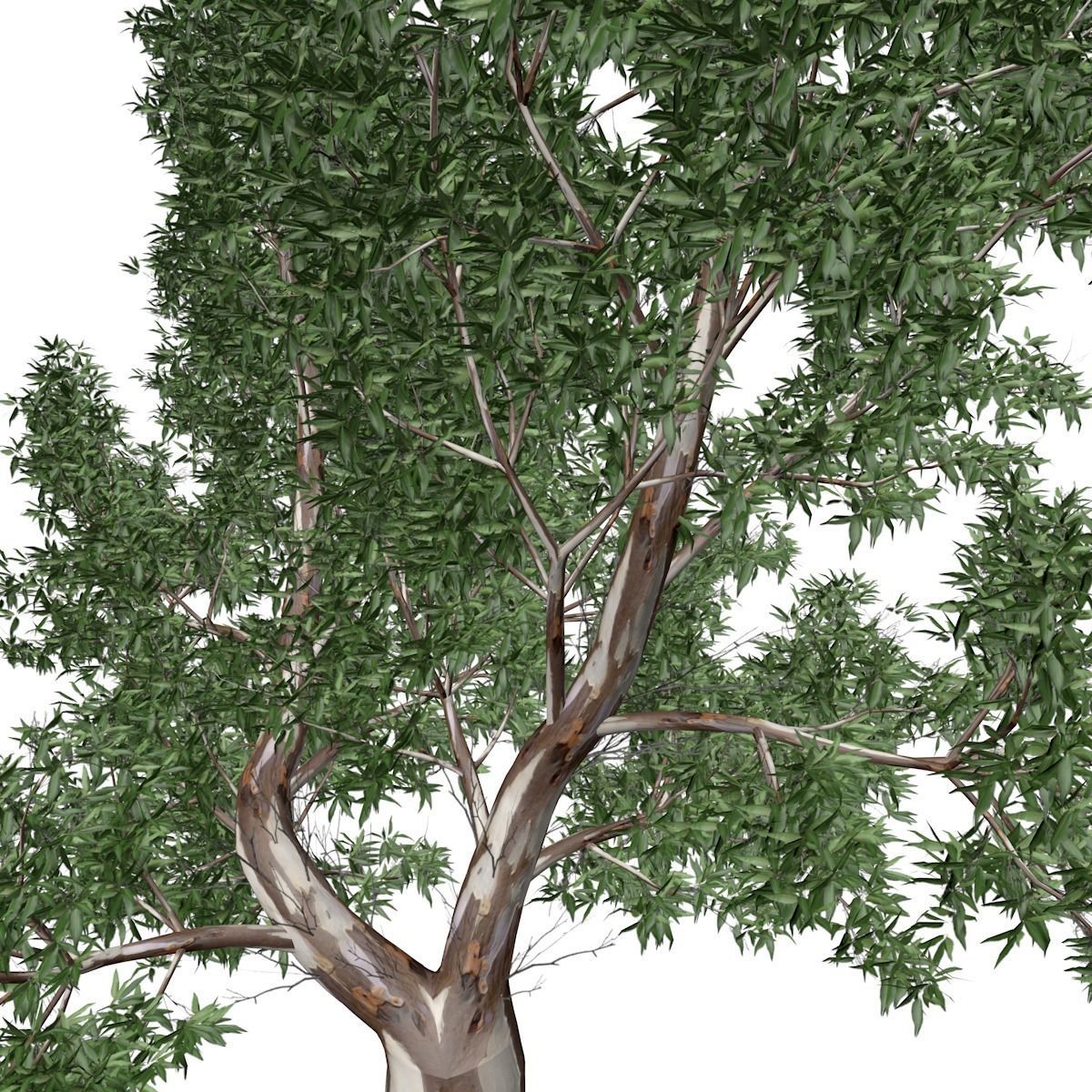 Red Gum Tree - 05 - 3D model_3