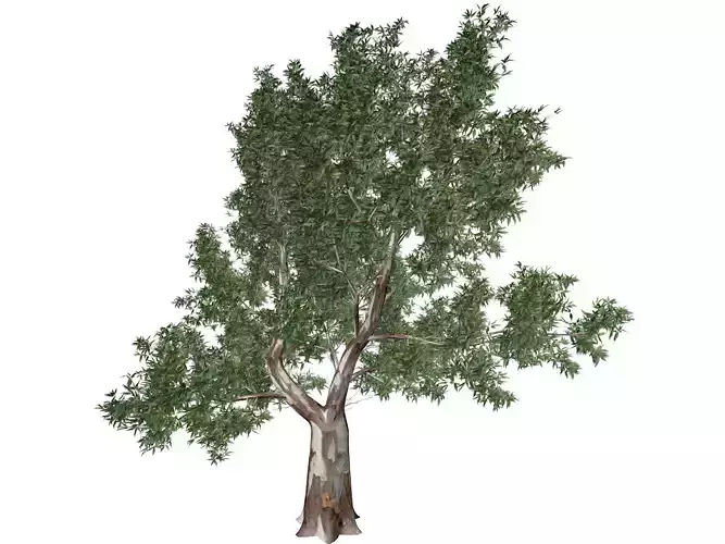 Red Gum Tree - 05 - 3D model