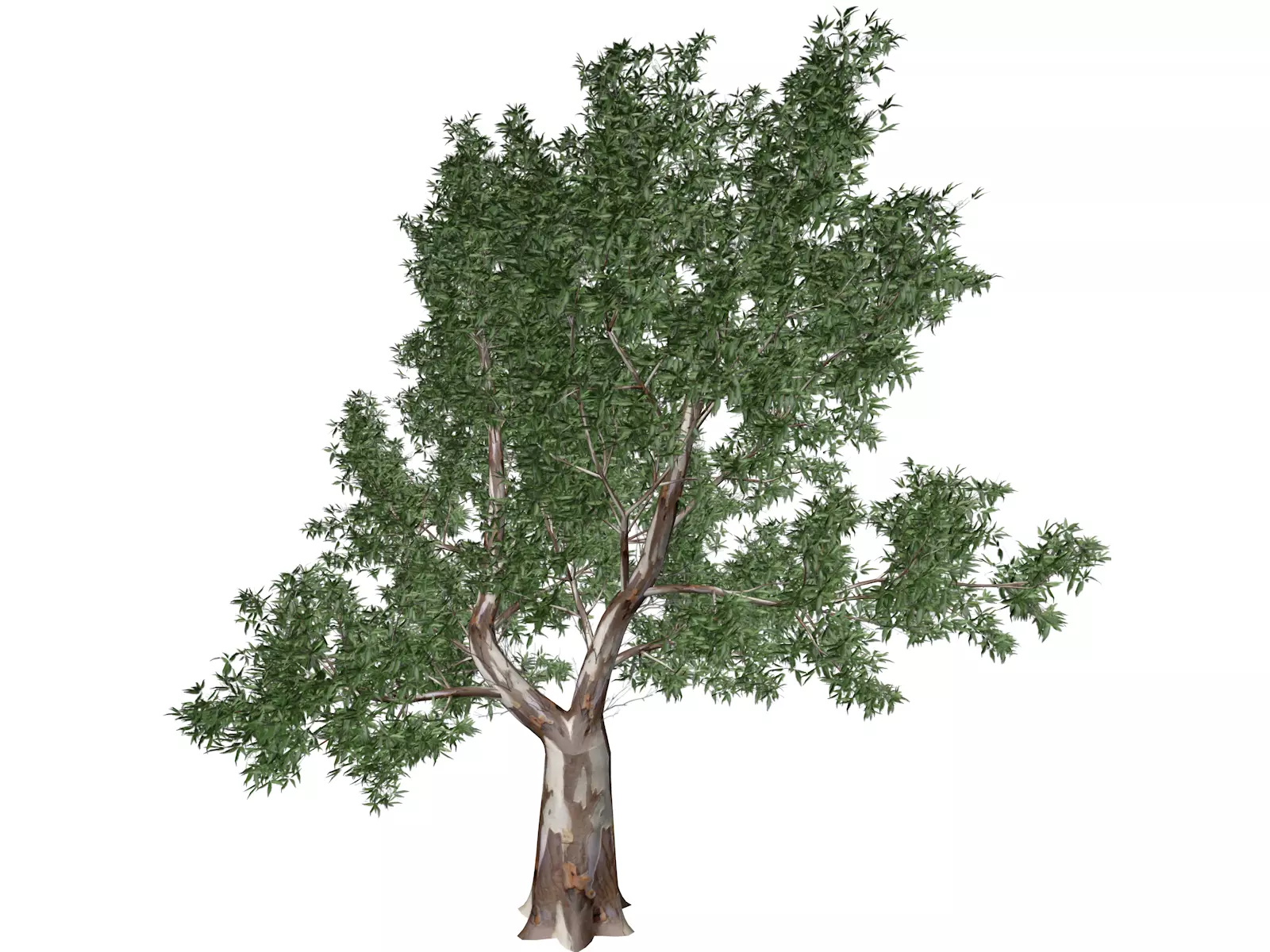 Red Gum Tree - 05 - 3D model_0