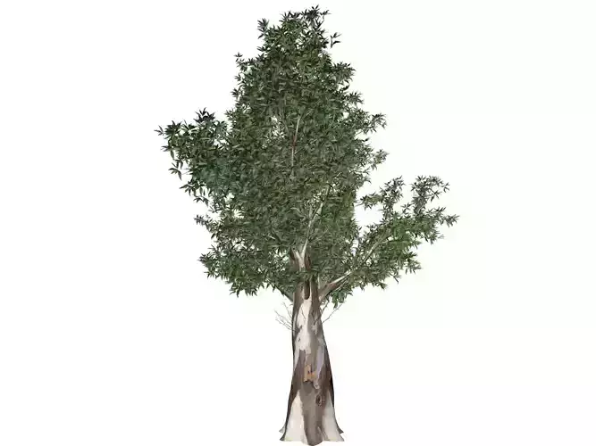 Red Gum Tree - 06 - 3D model