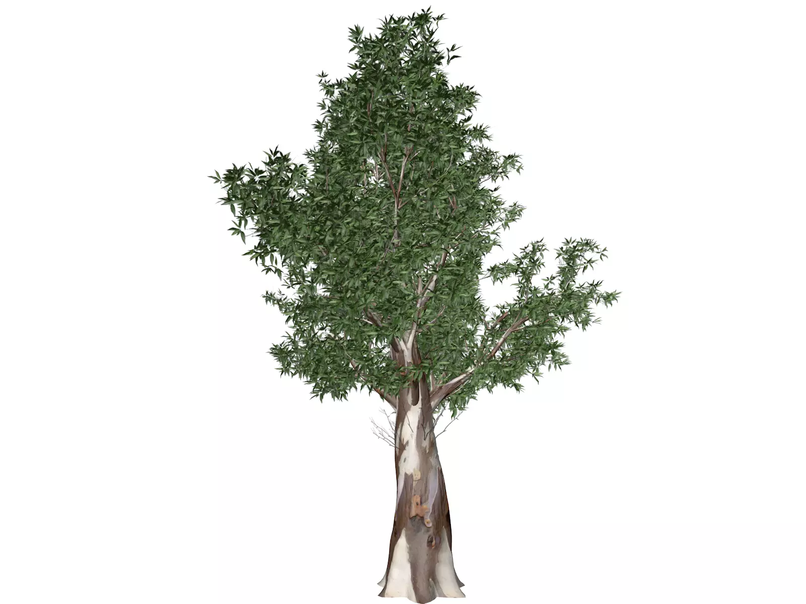 Red Gum Tree - 06 - 3D model_0