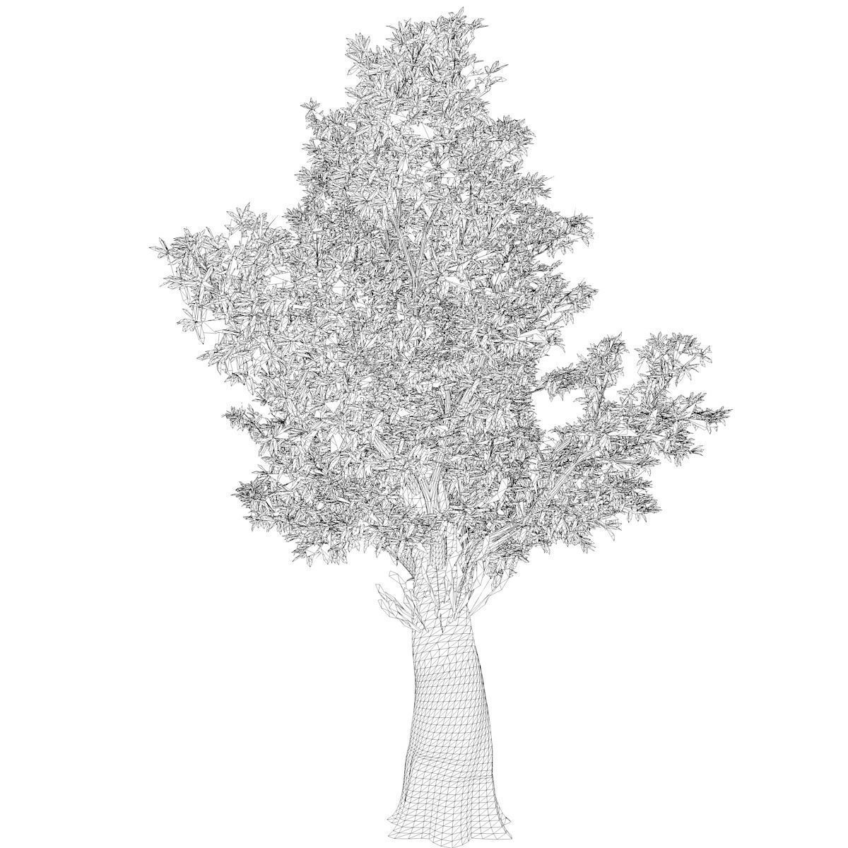 Red Gum Tree - 06 - 3D model_2