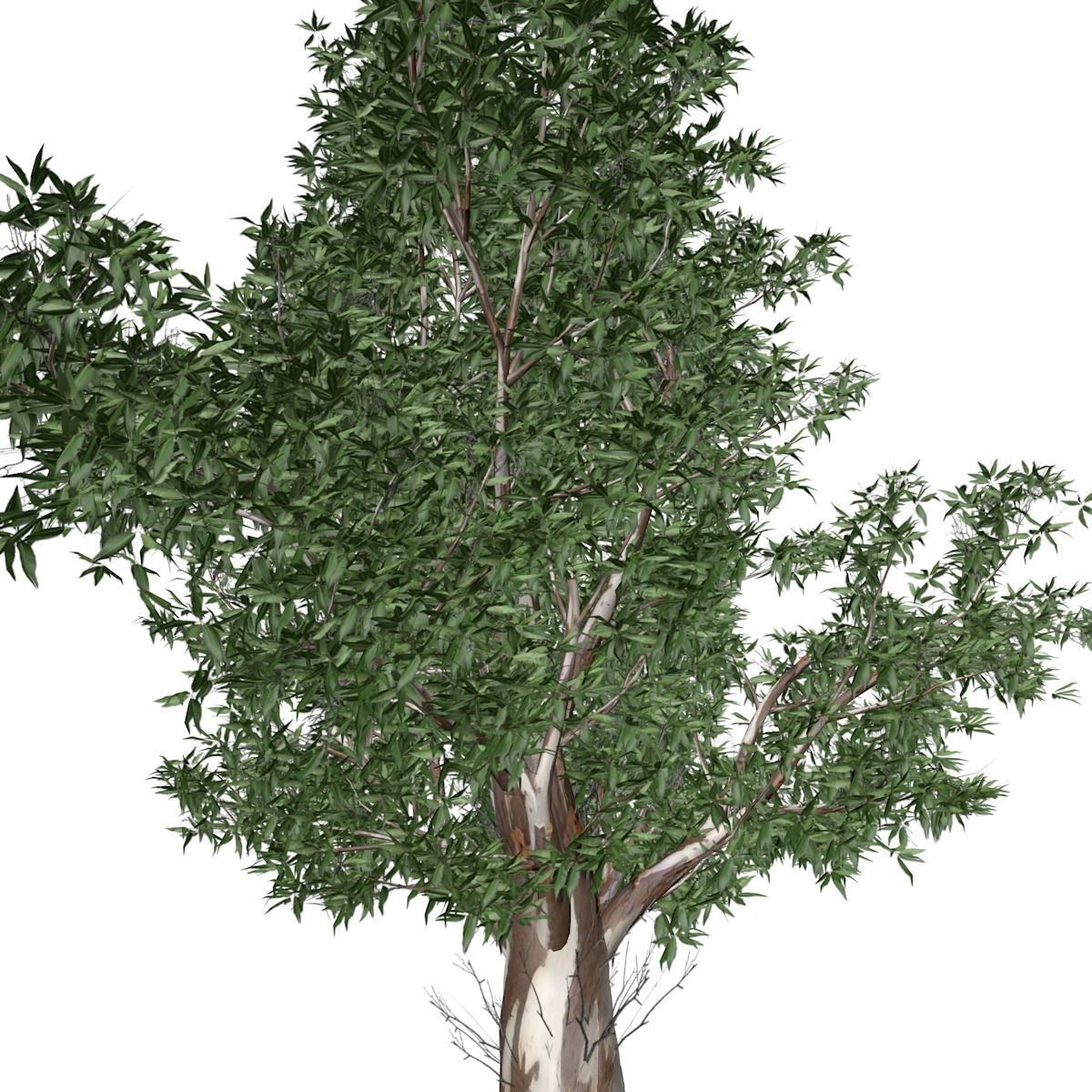 Red Gum Tree - 06 - 3D model_3