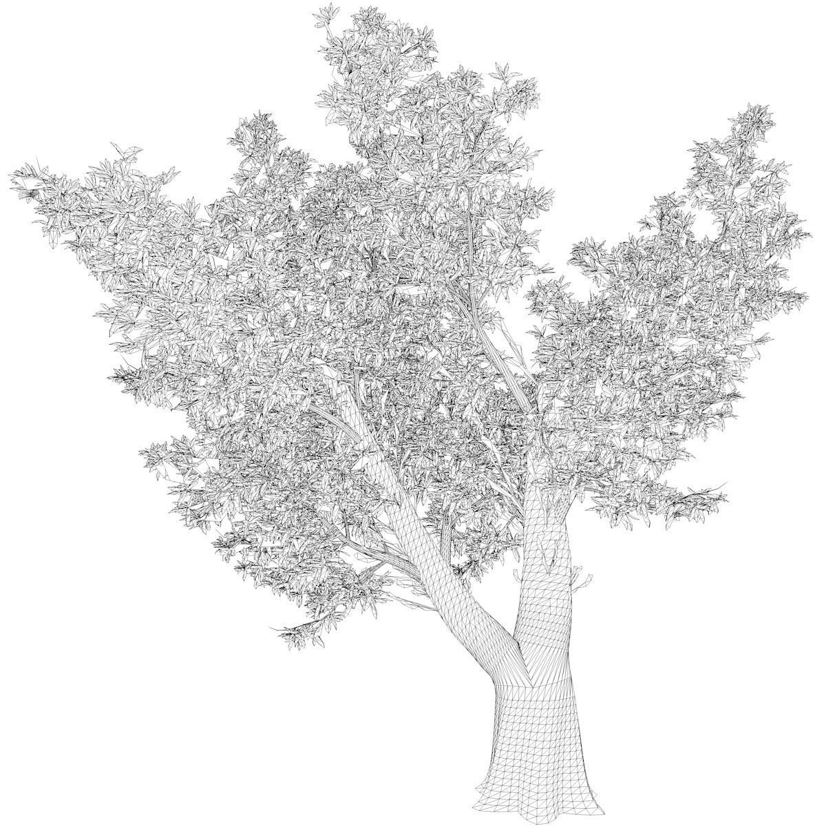 Red Gum Tree - 07 - 3D model_2