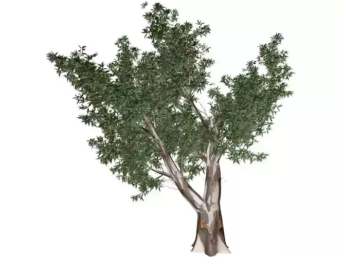 Red Gum Tree - 07 - 3D model