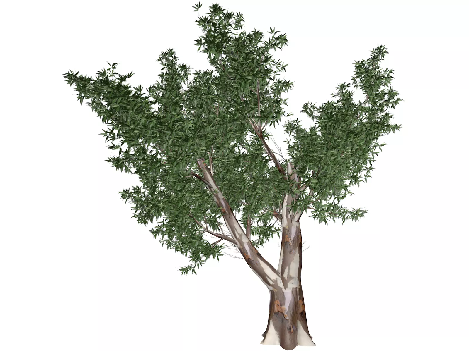 Red Gum Tree - 07 - 3D model_0