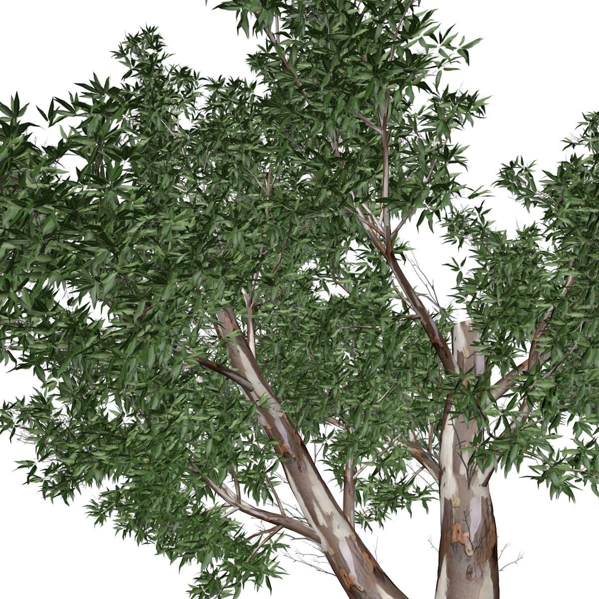 Red Gum Tree - 07 - 3D model_3