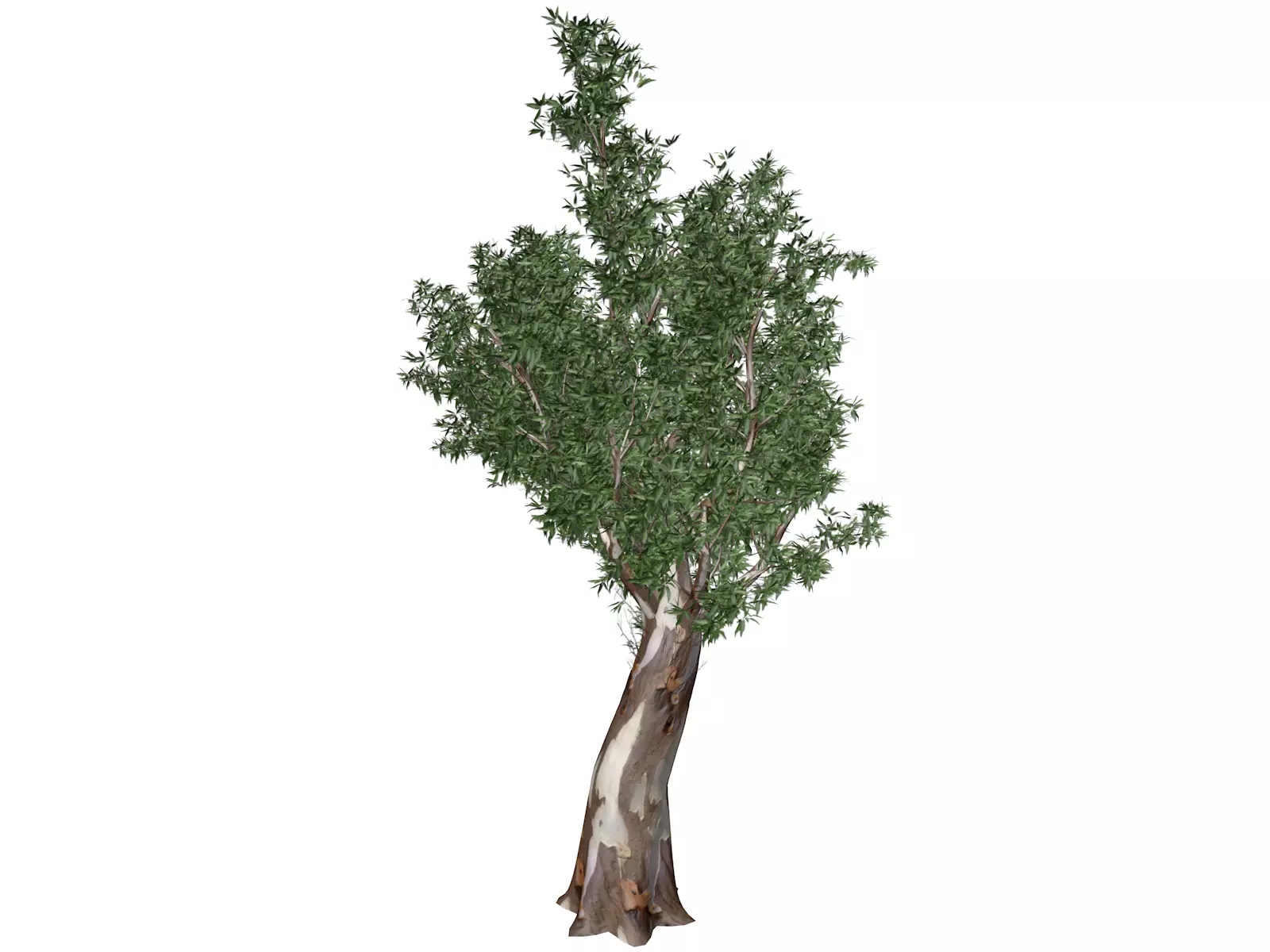 Red Gum Tree - 08 - 3D model_0