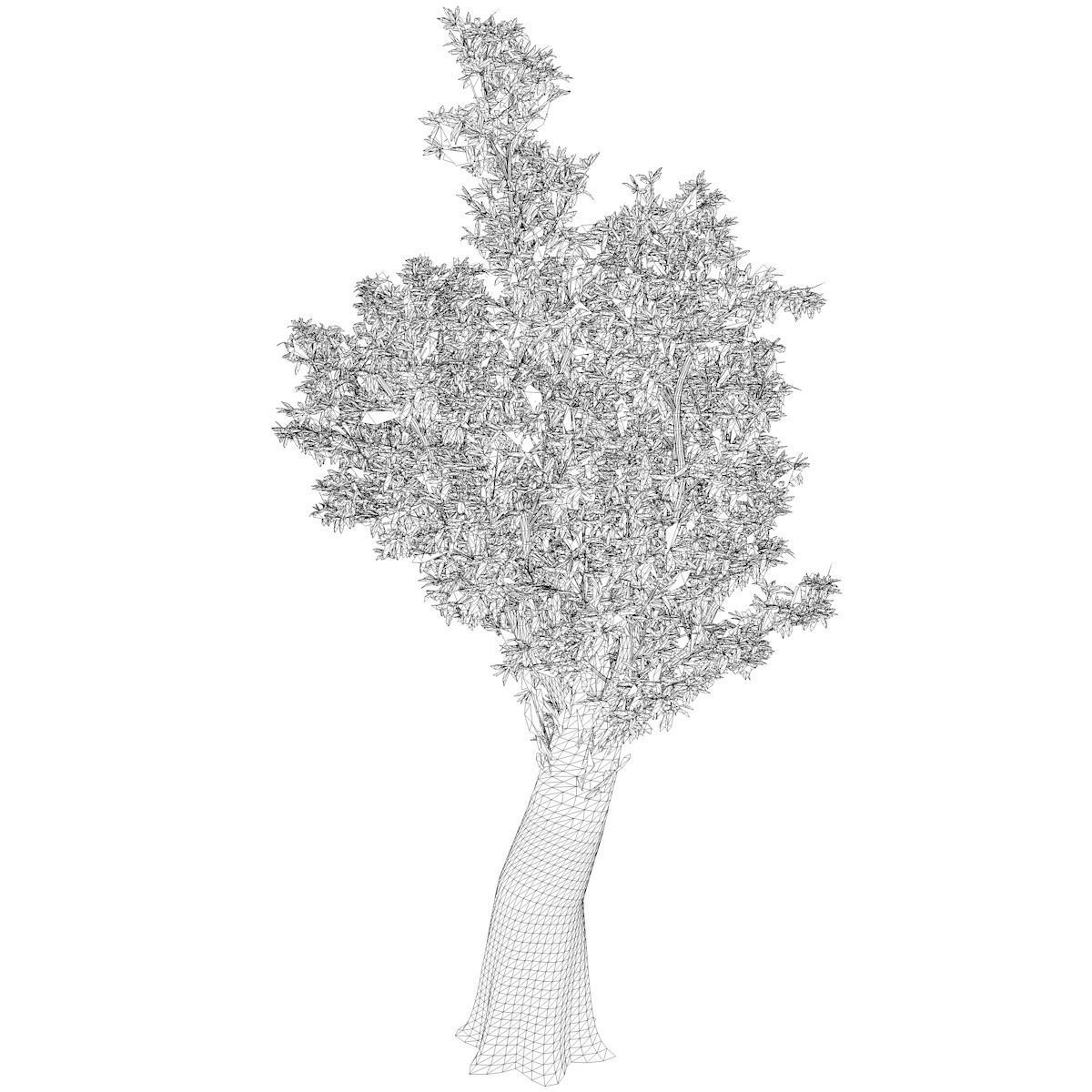 Red Gum Tree - 08 - 3D model_2