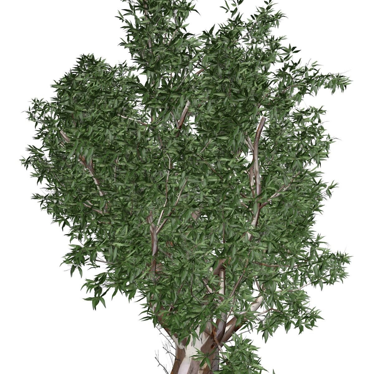 Red Gum Tree - 08 - 3D model_3