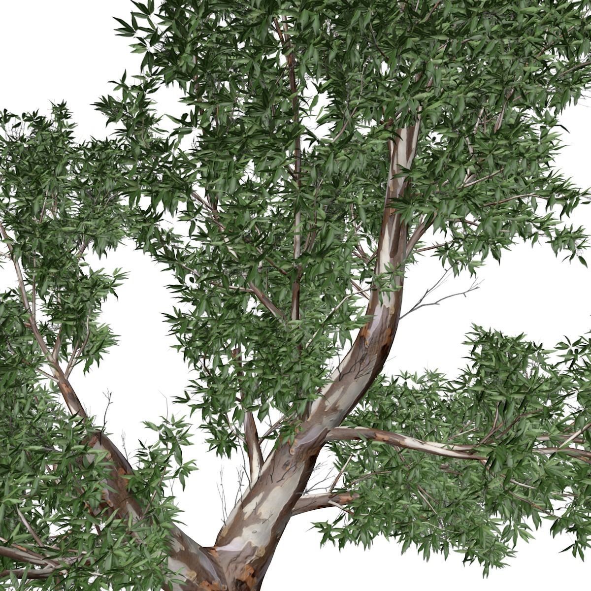 Red Gum Tree - 09 - 3D model_3