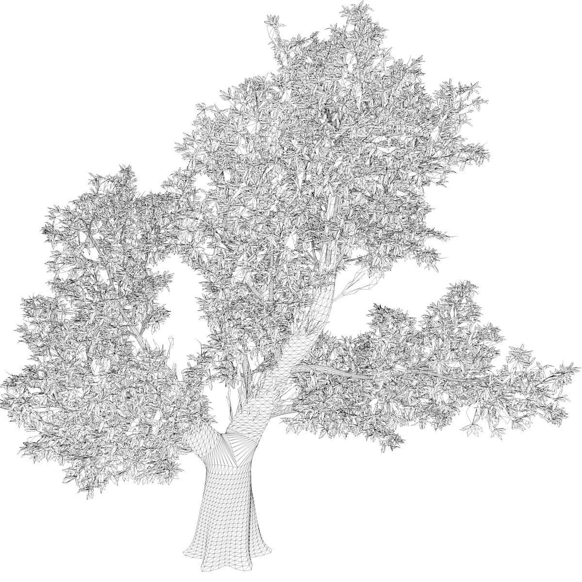 Red Gum Tree - 09 - 3D model_2