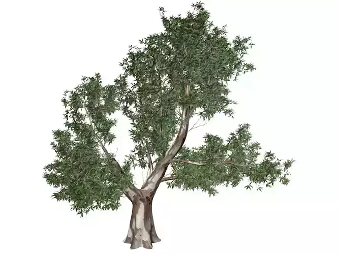 Red Gum Tree - 09 - 3D model