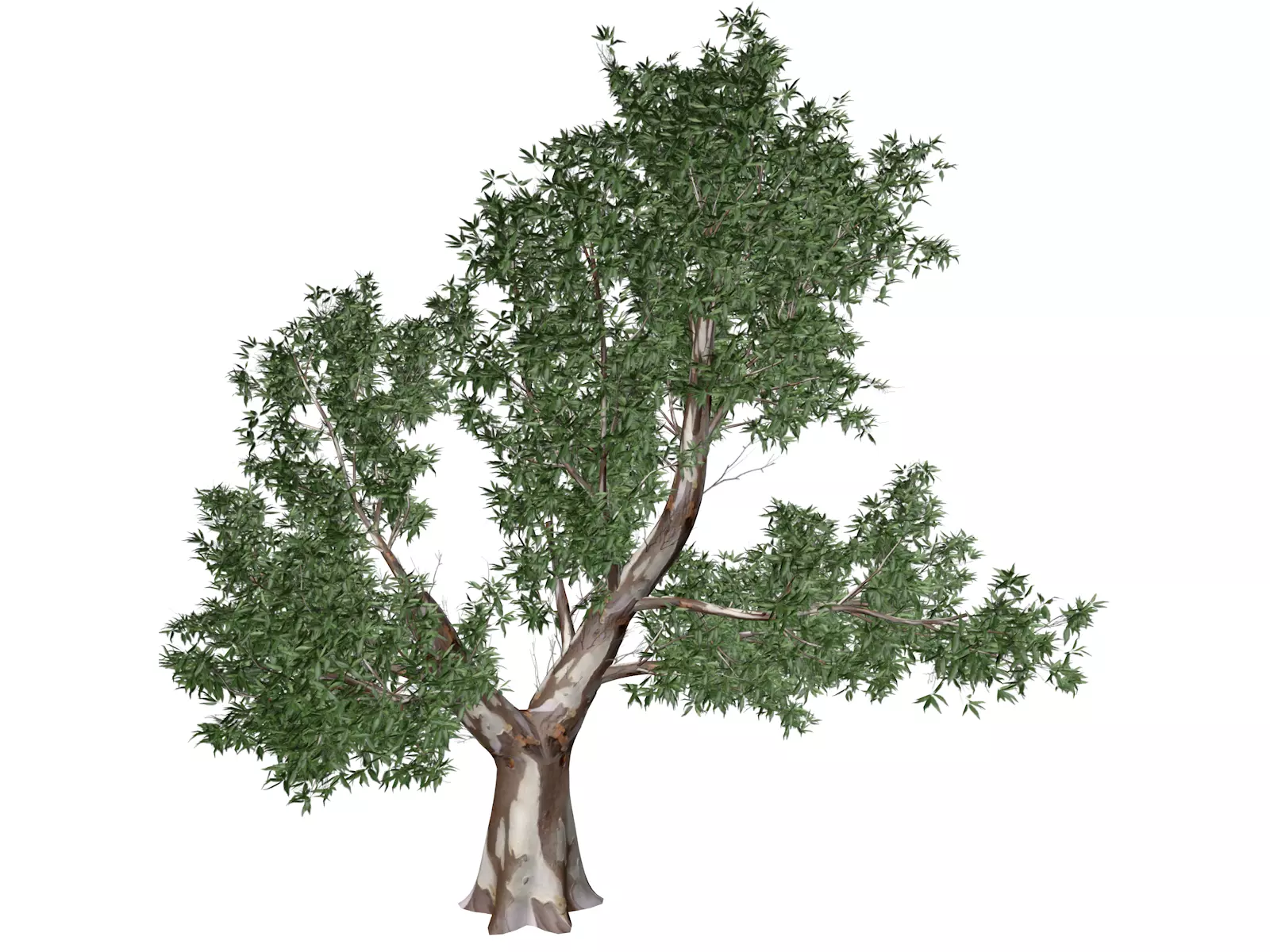 Red Gum Tree - 09 - 3D model_0