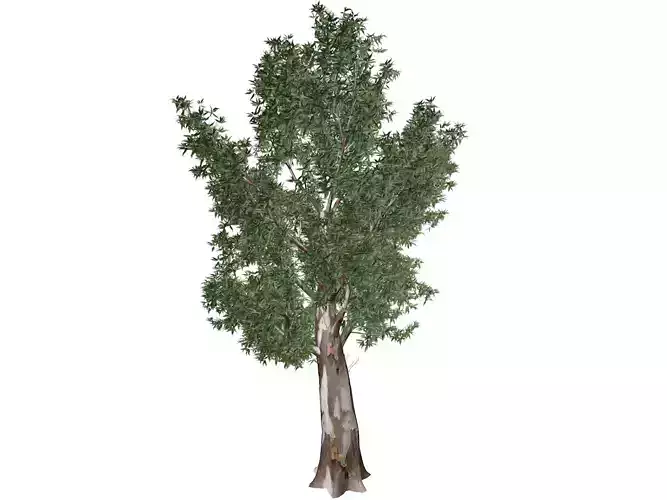 Red Gum Tree - 10 - 3D model