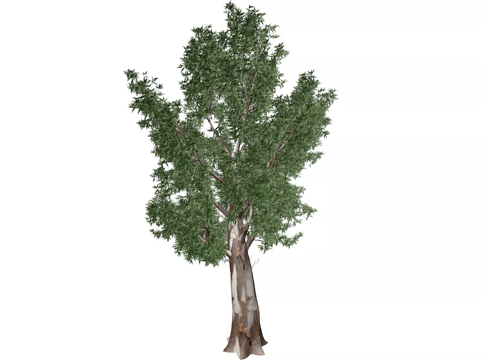 Red Gum Tree - 10 - 3D model_0