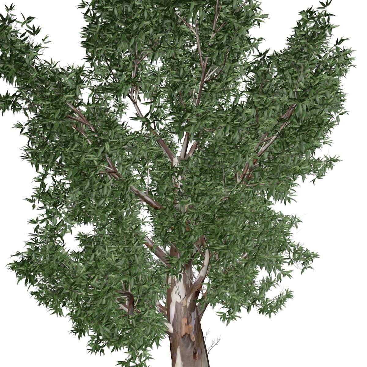 Red Gum Tree - 10 - 3D model_3