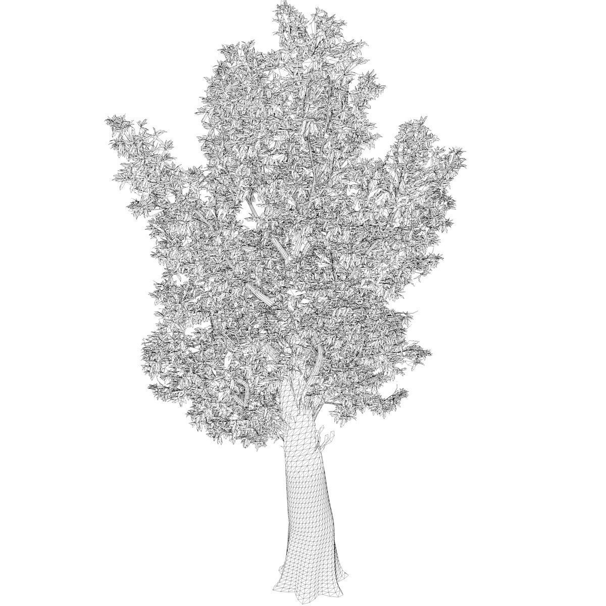 Red Gum Tree - 10 - 3D model_2