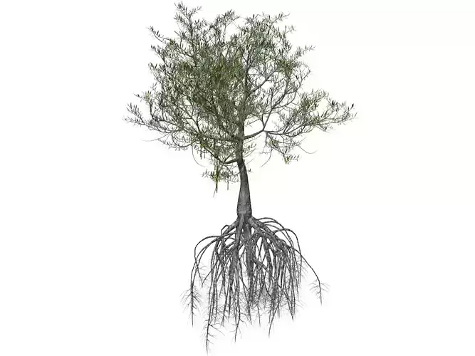 Red Mangrove Tree - 01 - 3D model