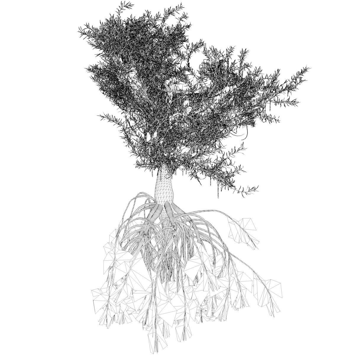 Red Mangrove Tree - 02 - 3D model_2