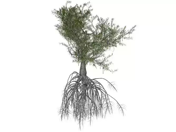 Red Mangrove Tree - 02 - 3D model