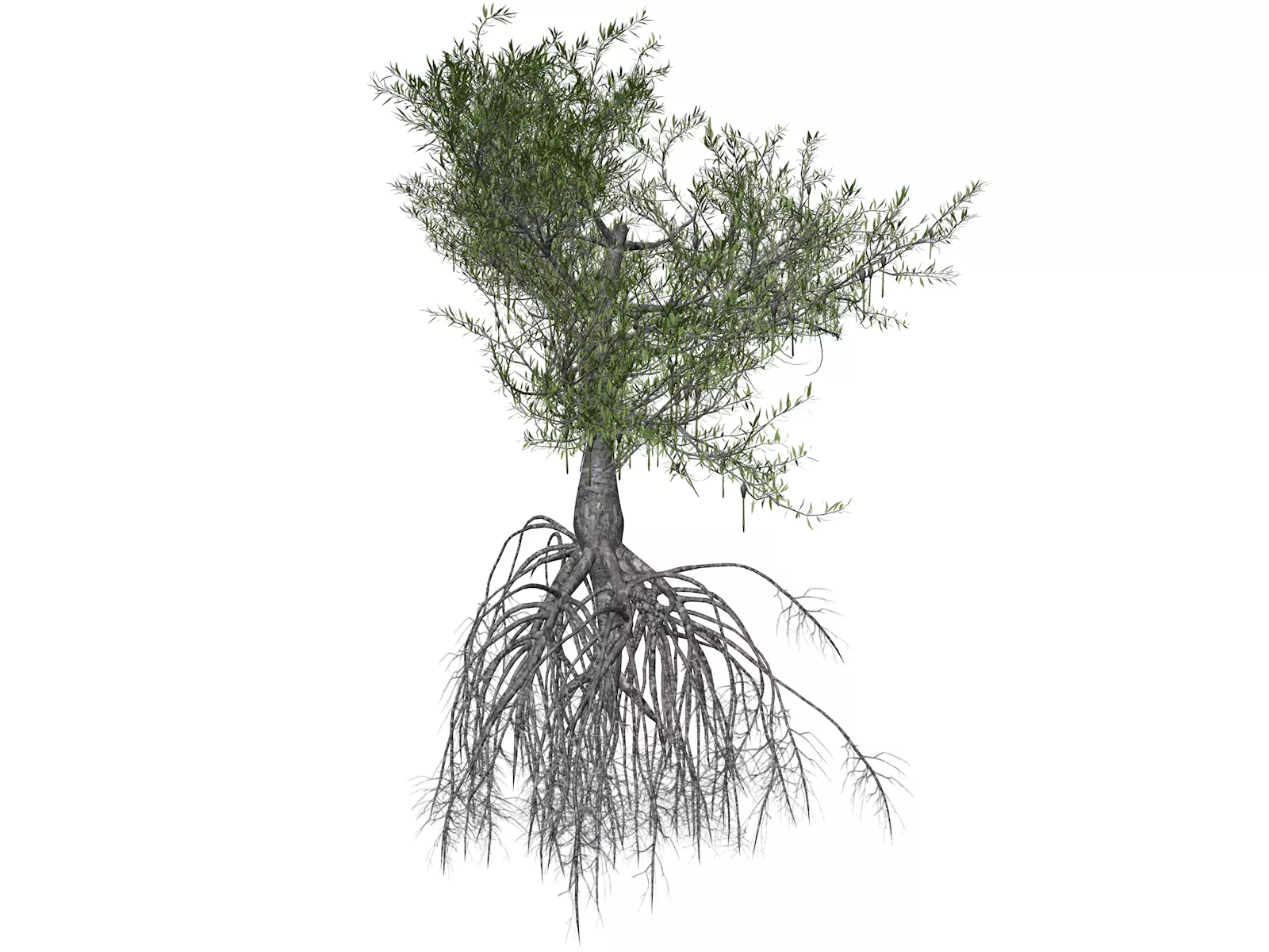 Red Mangrove Tree - 02 - 3D model_0